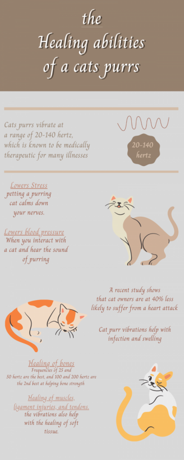 The Healing Abilities of a cats purr
